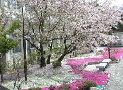 前庭の桜と芝桜